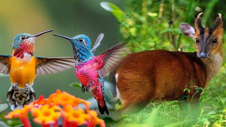 বিলুপ্তির পথে ১৫০ প্রজাতির পাখি ও বন্যপ্রাণী